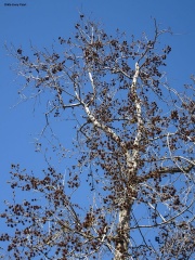 Liquidambar formosana ליקווידמבר מפואר