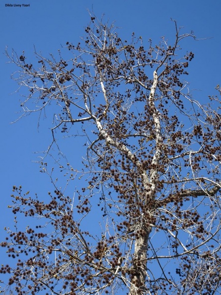 Liquidambar formosana ליקווידמבר מפואר.jpg