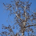 Liquidambar formosana ליקווידמבר מפואר.jpg