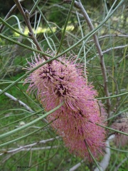 Hakea scoparia הקאה מכבדית