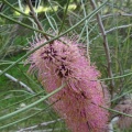 Hakea scoparia הקאה מכבדית