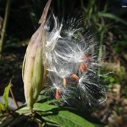 Asclepias corasavica אסקלפיאס אדום