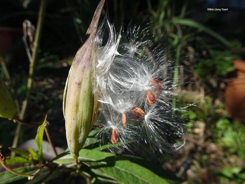 Asclepias curassavica אסקלפיאס אדום.jpg