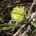 grevillea juniperina  גרווילאה ערערית B