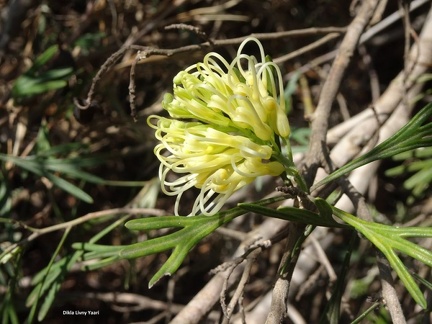 grevillea juniperina  גרווילאה ערערית B