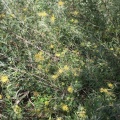 grevillea juniperina  גרווילאה ערערית C