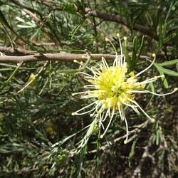 grevillea juniperina  גרווילאה ערערית