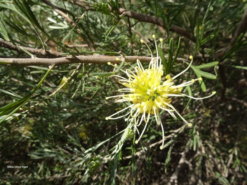 grevillea juniperina  גרווילאה ערערית A.jpg