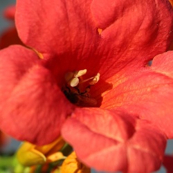 hibiscus rosa sinensis היביסקוס סיני