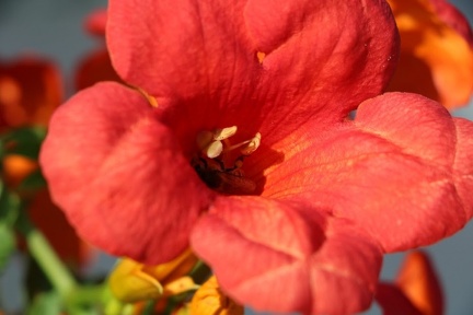 hibiscus rosa sinensis היביסקוס סיני
