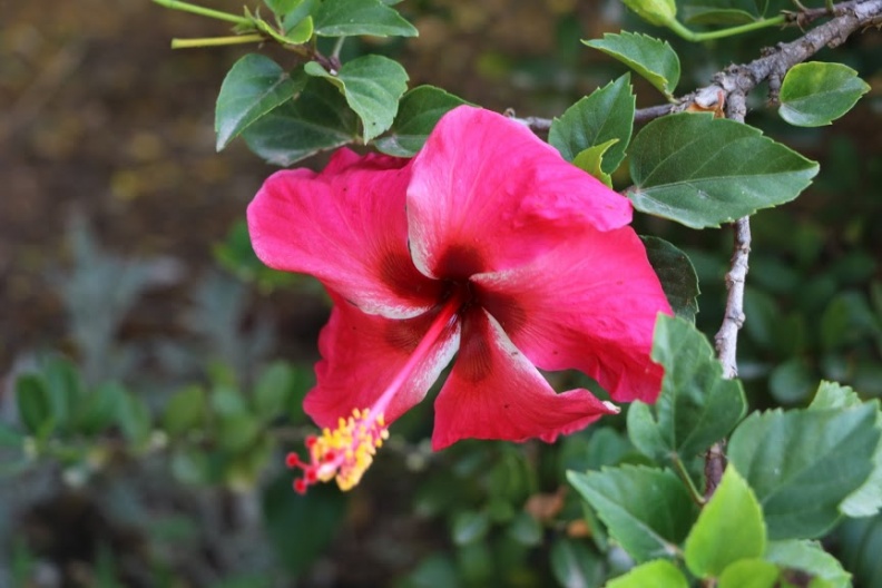 hibiscus rosa sinensis היביסקוס סיני.JPG