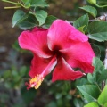 hibiscus rosa sinensis היביסקוס סיני