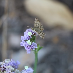 Limonium