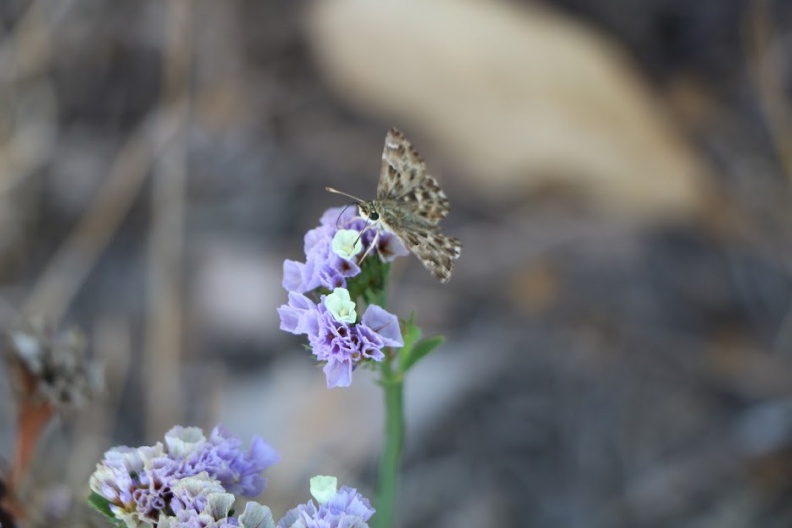 Limonium sinuatum עדעד כחול.JPG