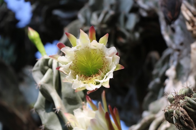 cereus peruvianus monstrose צראוס פרואני  מפלצתי A.JPG