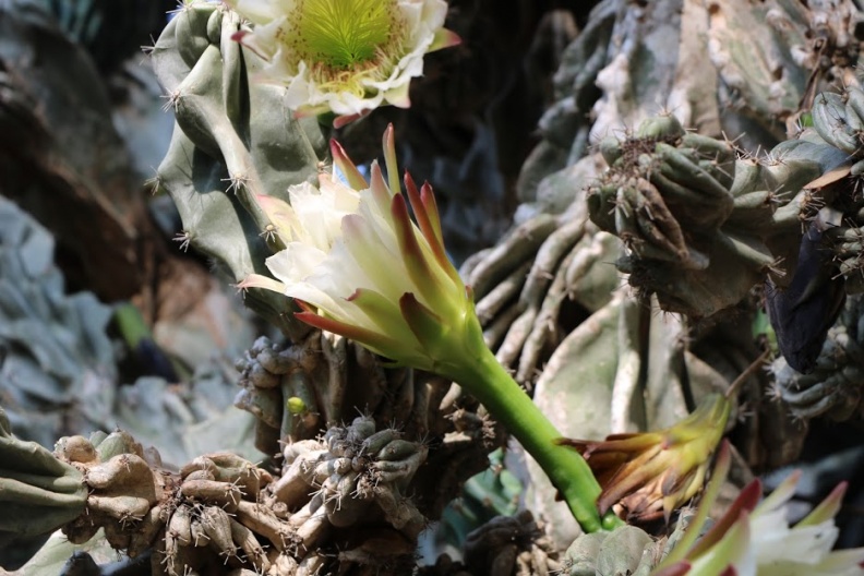 cereus peruvianus monstrose צראוס פרואני  מפלצתי.JPG