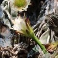 cereus peruvianus monstrose צראוס פרואני  מפלצתי