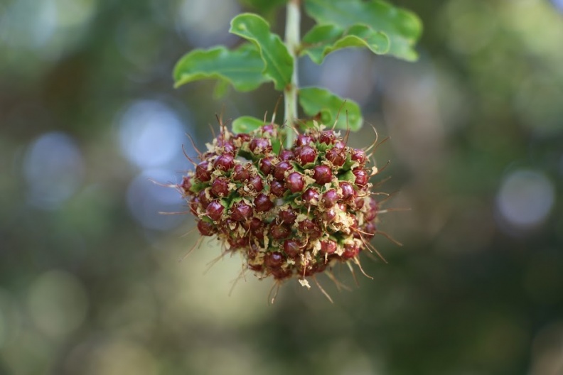 galpinia transvaalica גלפיניה טראנסואלית.JPG