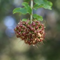 galpinia transvaalica גלפיניה טראנסואלית.JPG