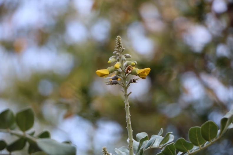 Sophora tomentosa סופורה לבידה.JPG