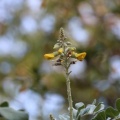 Sophora tomentosa סופורה לבידה