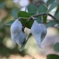 sophora secundiflora סופורה אמריקאית A