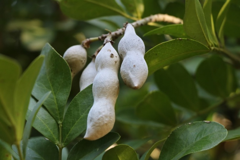 sophora secundiflora סופורה אמריקאית.JPG