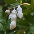 sophora secundiflora סופורה אמריקאית