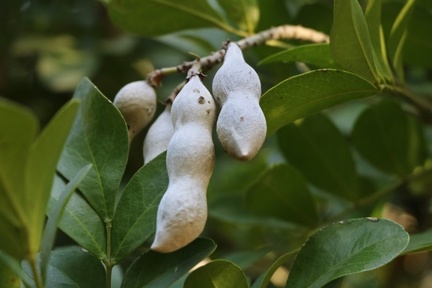 sophora secundiflora סופורה אמריקאית