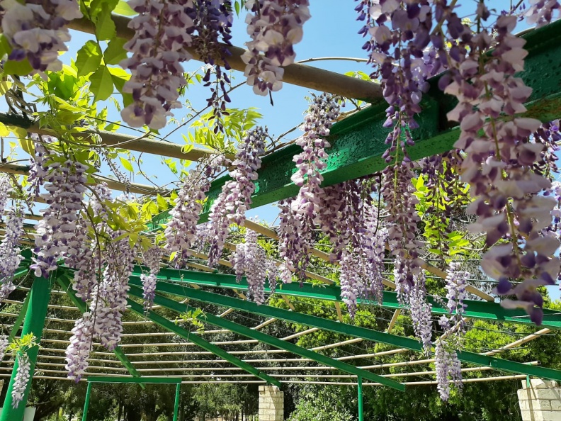 Visteria chinesis ויסטריה סינית.jpg