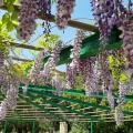 Visteria chinesis ויסטריה סינית.jpg