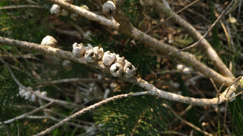 melaleuca pentagona מללויקה אמירית L.jpg