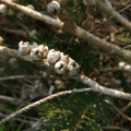 melaleuca pentagona מללויקה אמירית L.jpg