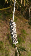 melaleuca pentagona מללויקה אמירית K