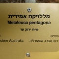 melaleuca pentagona מללויקה אמירית F.jpg