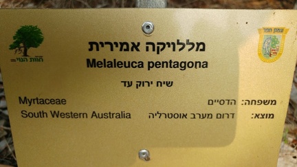 melaleuca pentagona מללויקה אמירית F