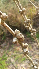 melaleuca pentagona מללויקה אמירית J