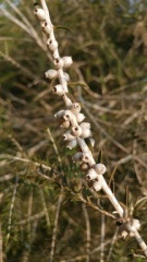 melaleuca pentagona מללויקה אמירית E