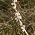 melaleuca pentagona מללויקה אמירית E