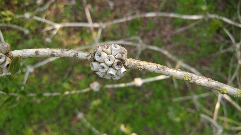 melaleuca pentagona מללויקה אמיריתA.jpg