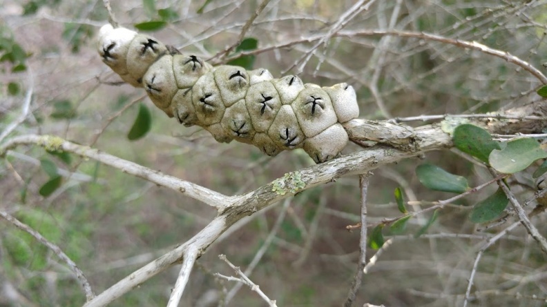 melaleuca pentagona מללויקה אמירית B.jpg