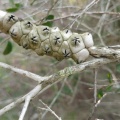 melaleuca pentagona מללויקה אמירית B.jpg