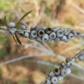 melaleuca pentagona מללויקה אמירית D