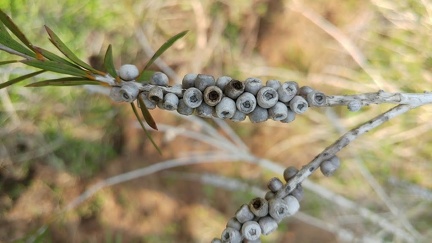 melaleuca pentagona מללויקה אמירית D