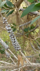 melaleuca pentagona מללויקה אמירית