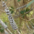 melaleuca pentagona מללויקה אמירית