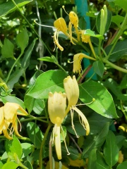 Lonicera japonica יערה יפנית