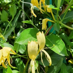 Lonicera japonica יערה יפנית