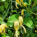 Lonicera japonica יערה יפנית.jpg