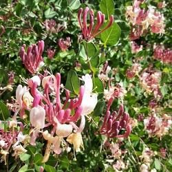 Lonicera יערה